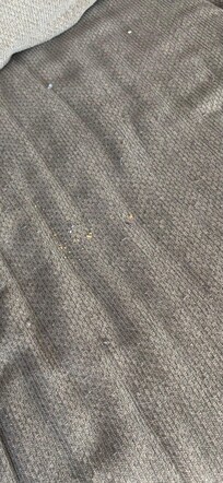 Crumbs on sofa