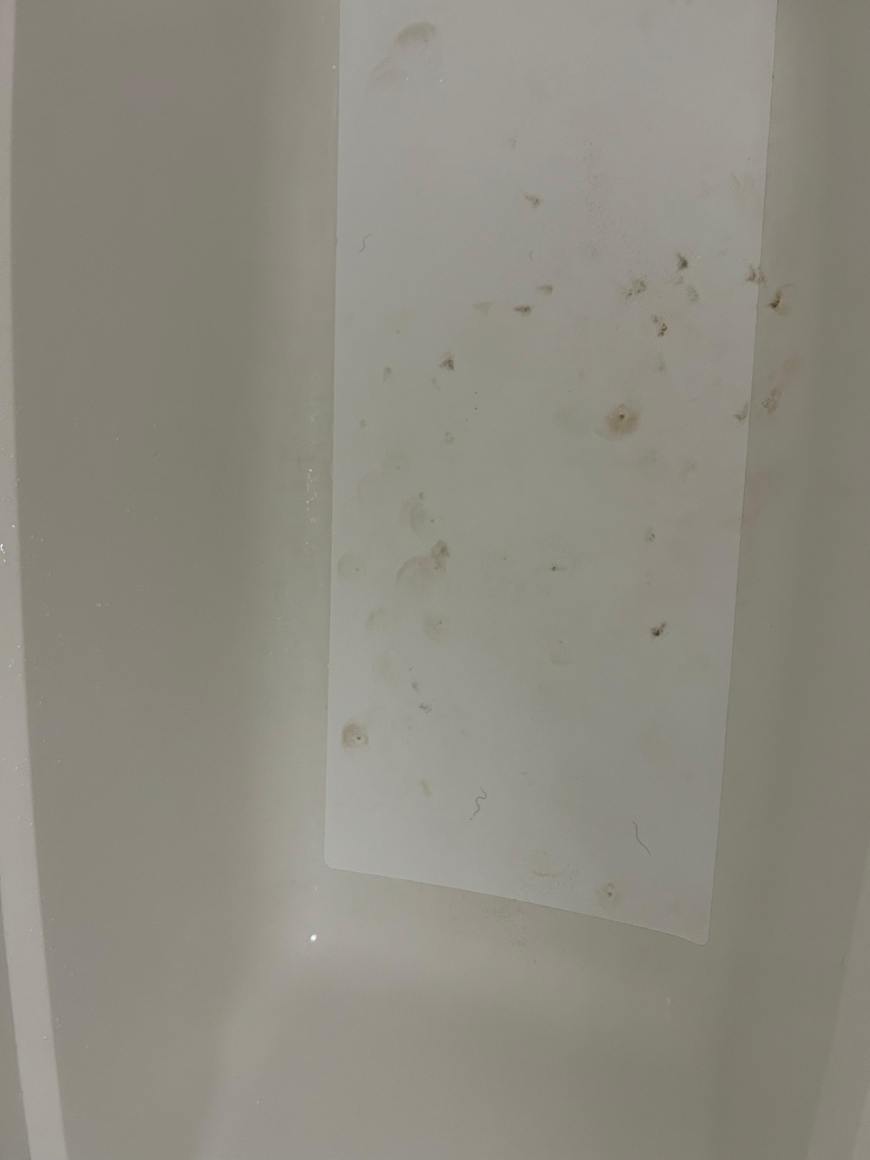 Black mold. Very unhealthy and hazardous.