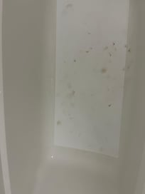 Black mold. Very unhealthy and hazardous.