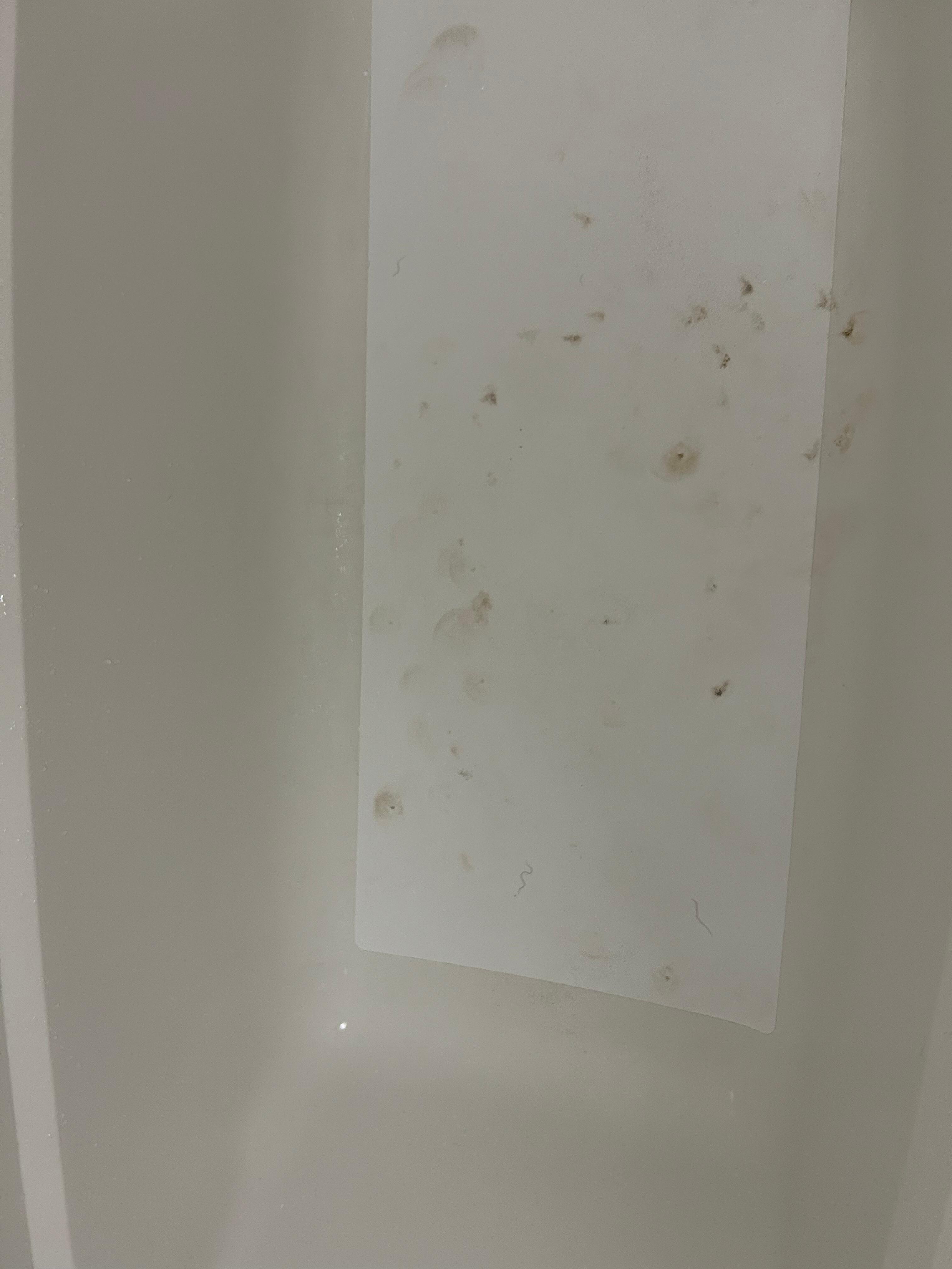 Black mold. Very unhealthy and hazardous. 