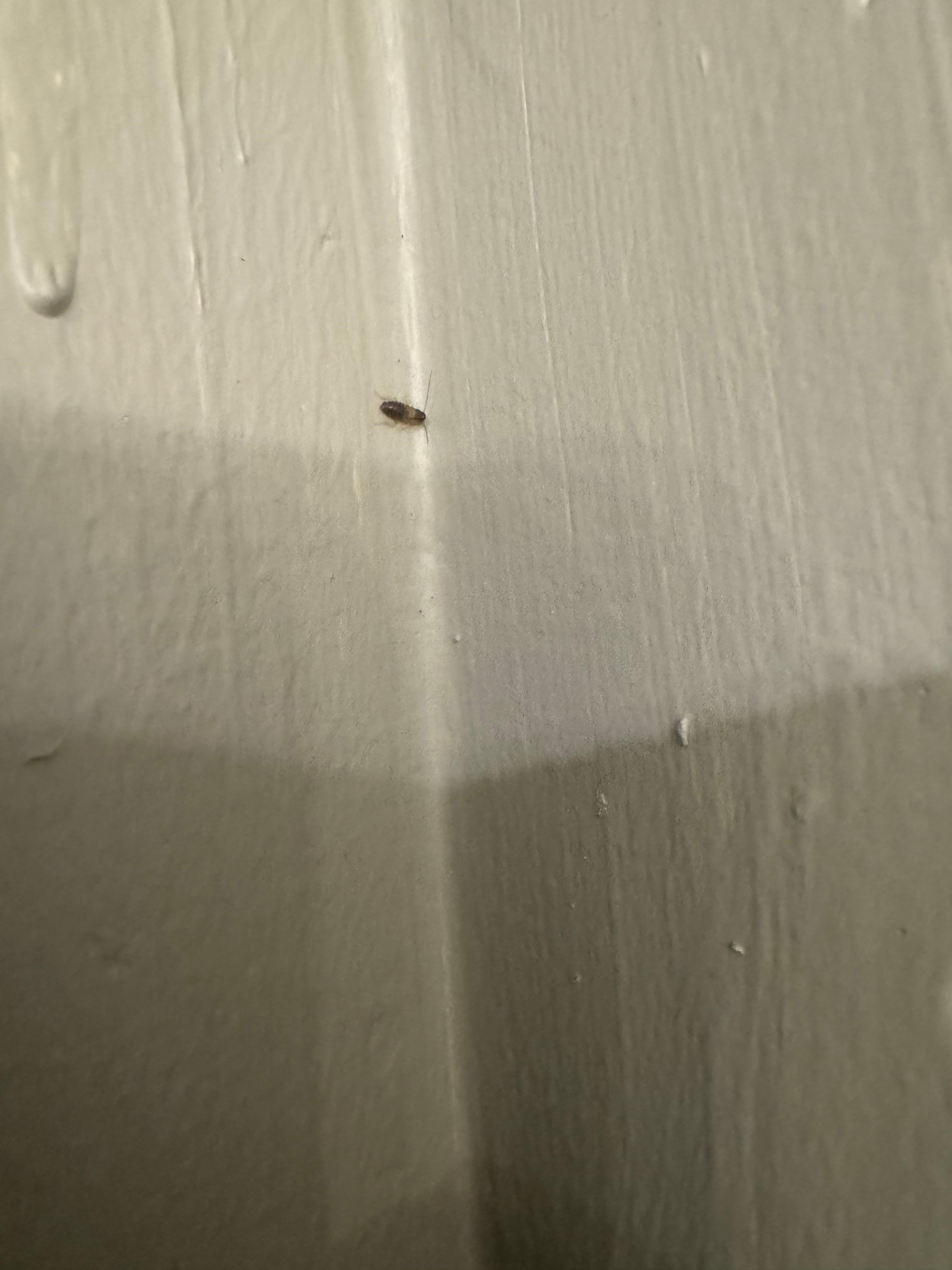 Cockroach in bathroom on wall