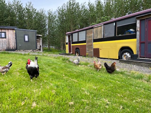 Chickens roaming just outside