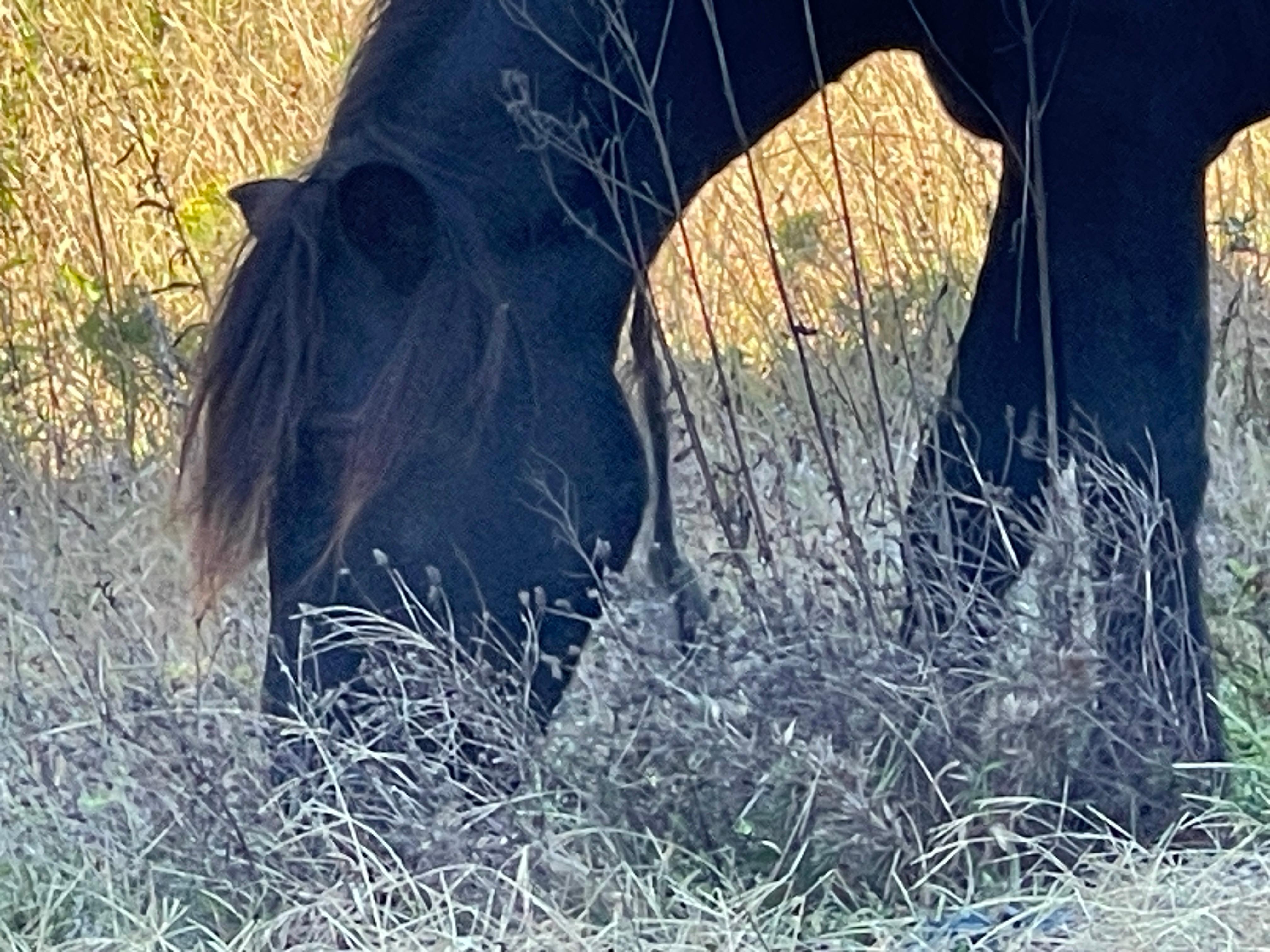 Horse snacking near property 