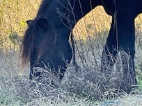 Horse snacking near property