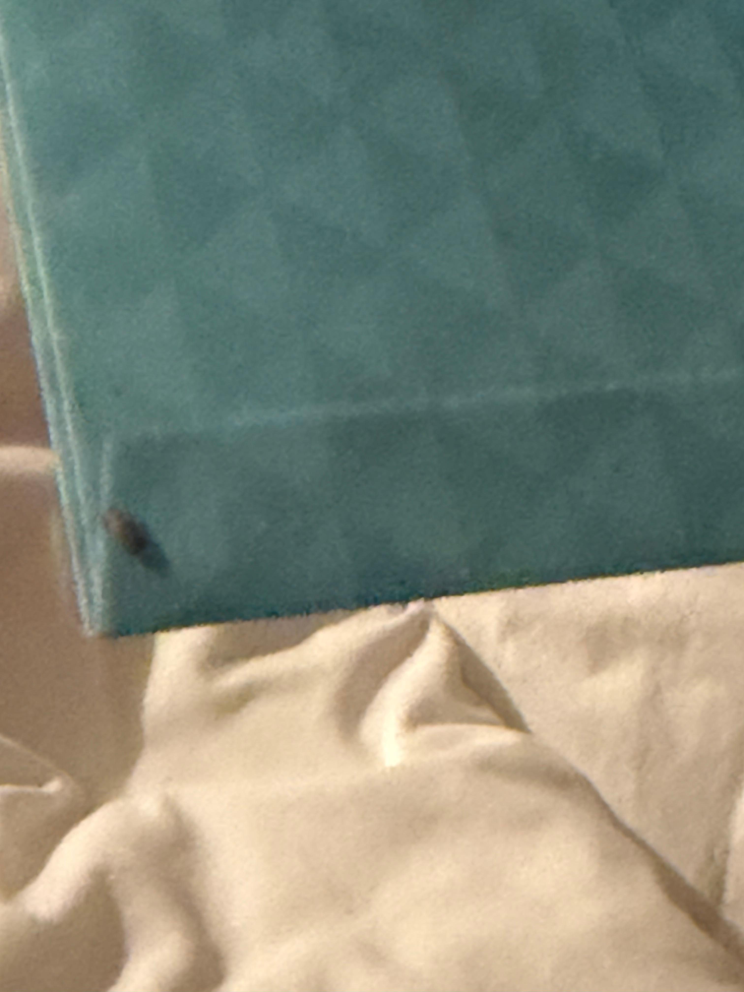 Bed bug 