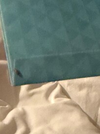 Bed bug