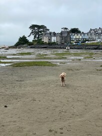 Dog friendly beach