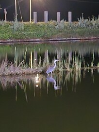 Cool little pond you can fish at