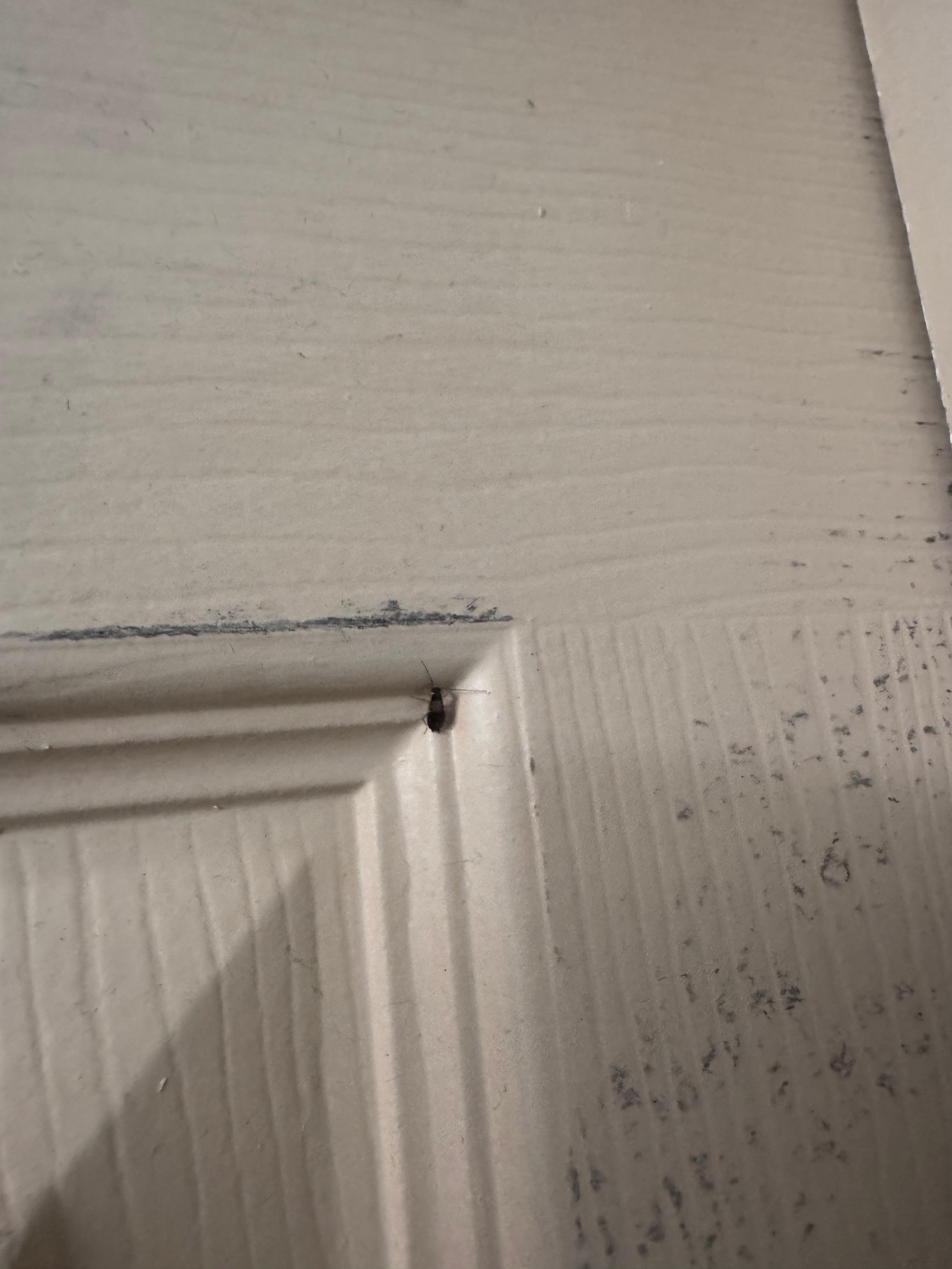 Roach in the corner of the bathroom door. 
