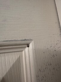 Roach in the corner of the bathroom door.