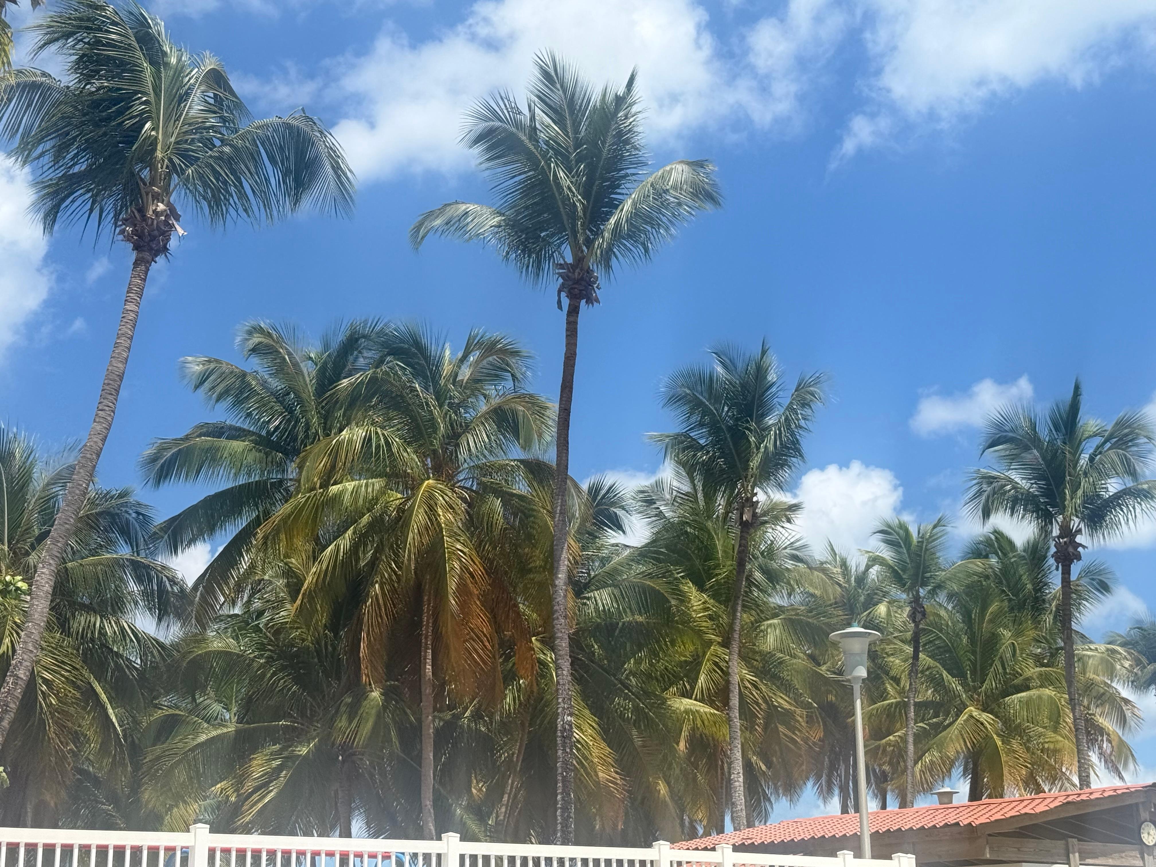Tree’s by the pool