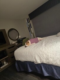 Molly approved her bed😉