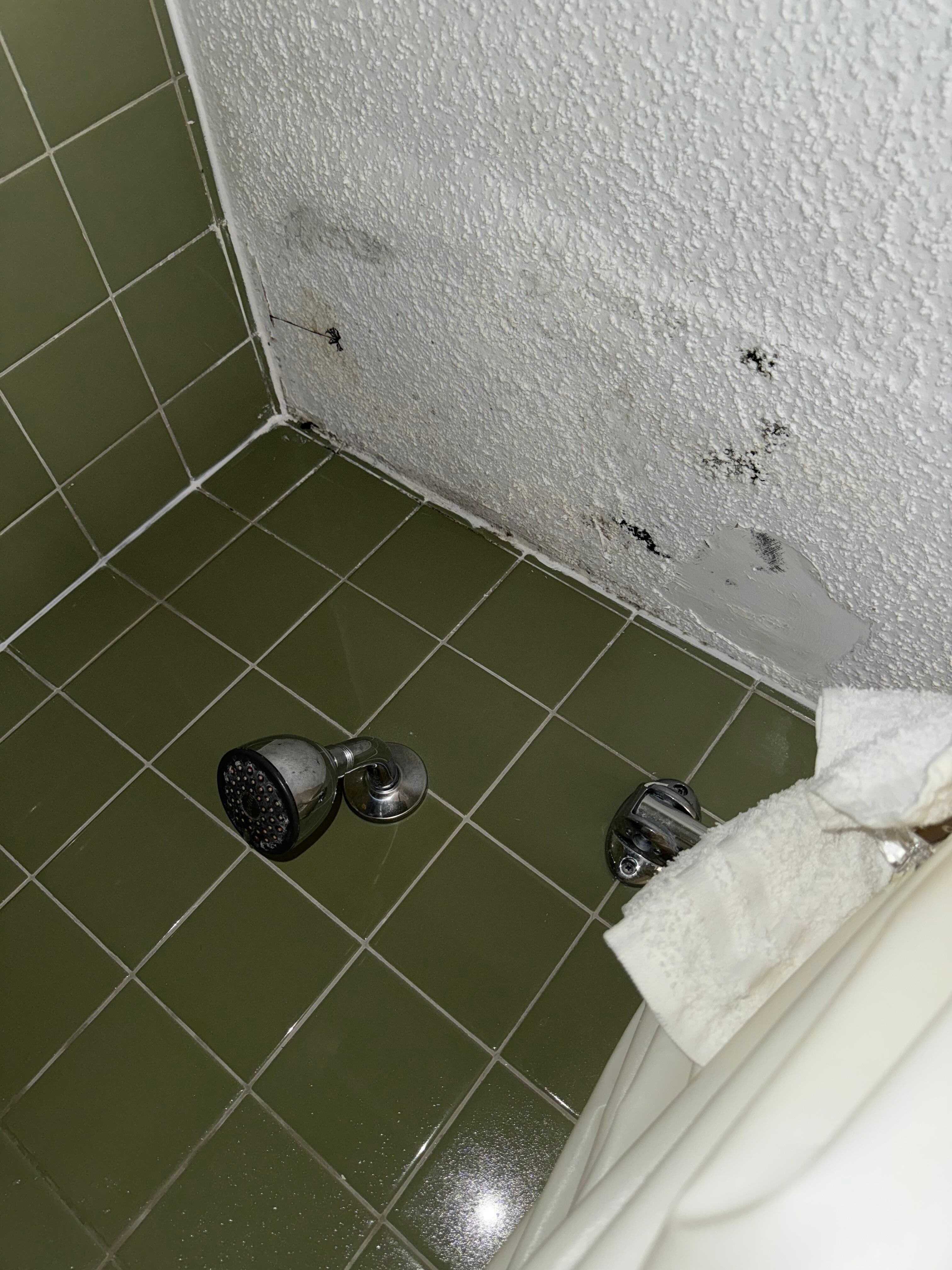 MOLD !!!! 