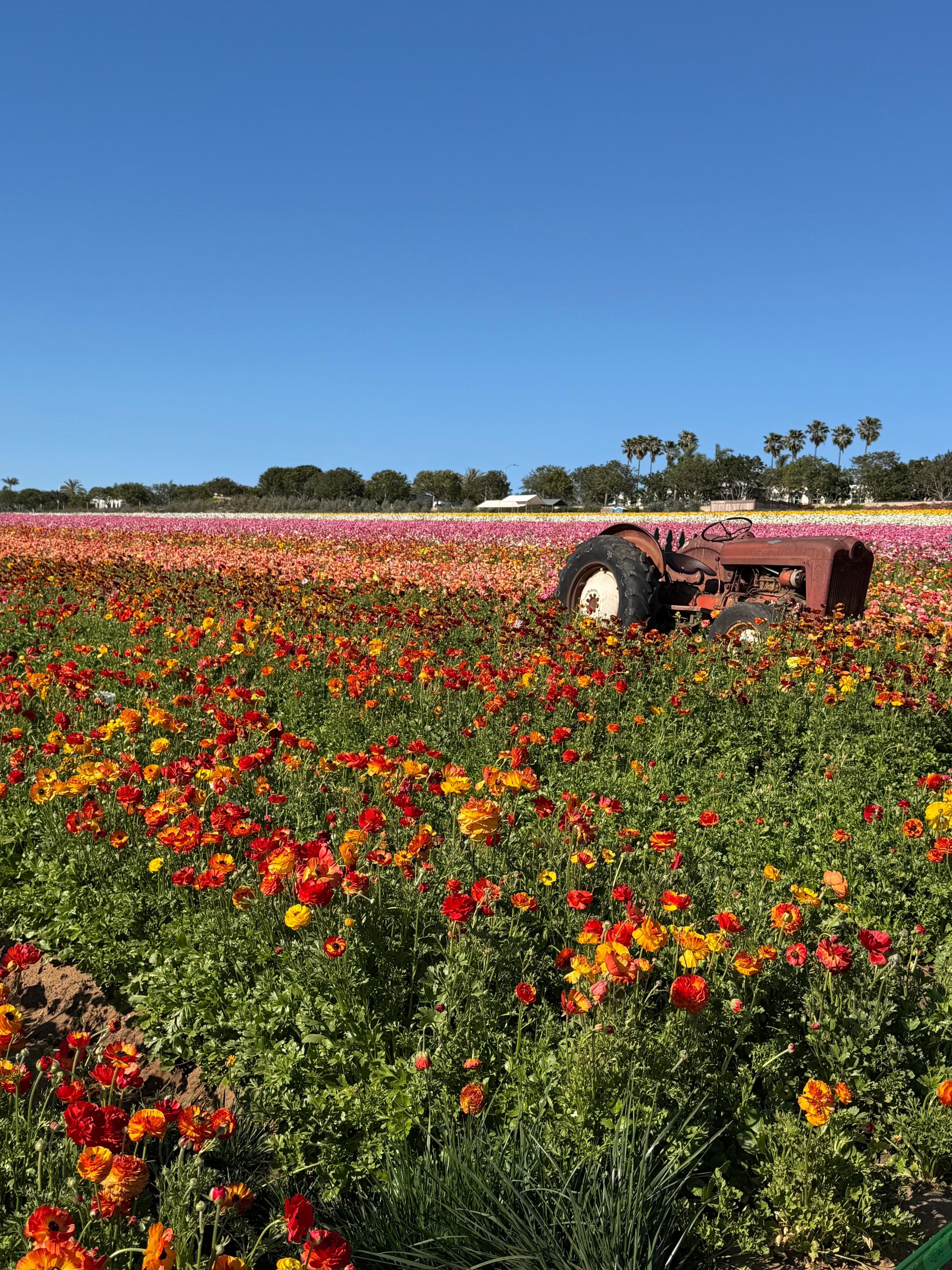 Carlsbad Flower Fields