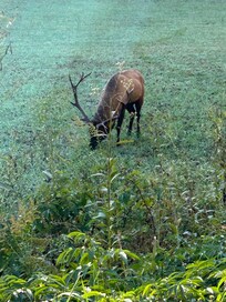 Large bull elk at visitors center