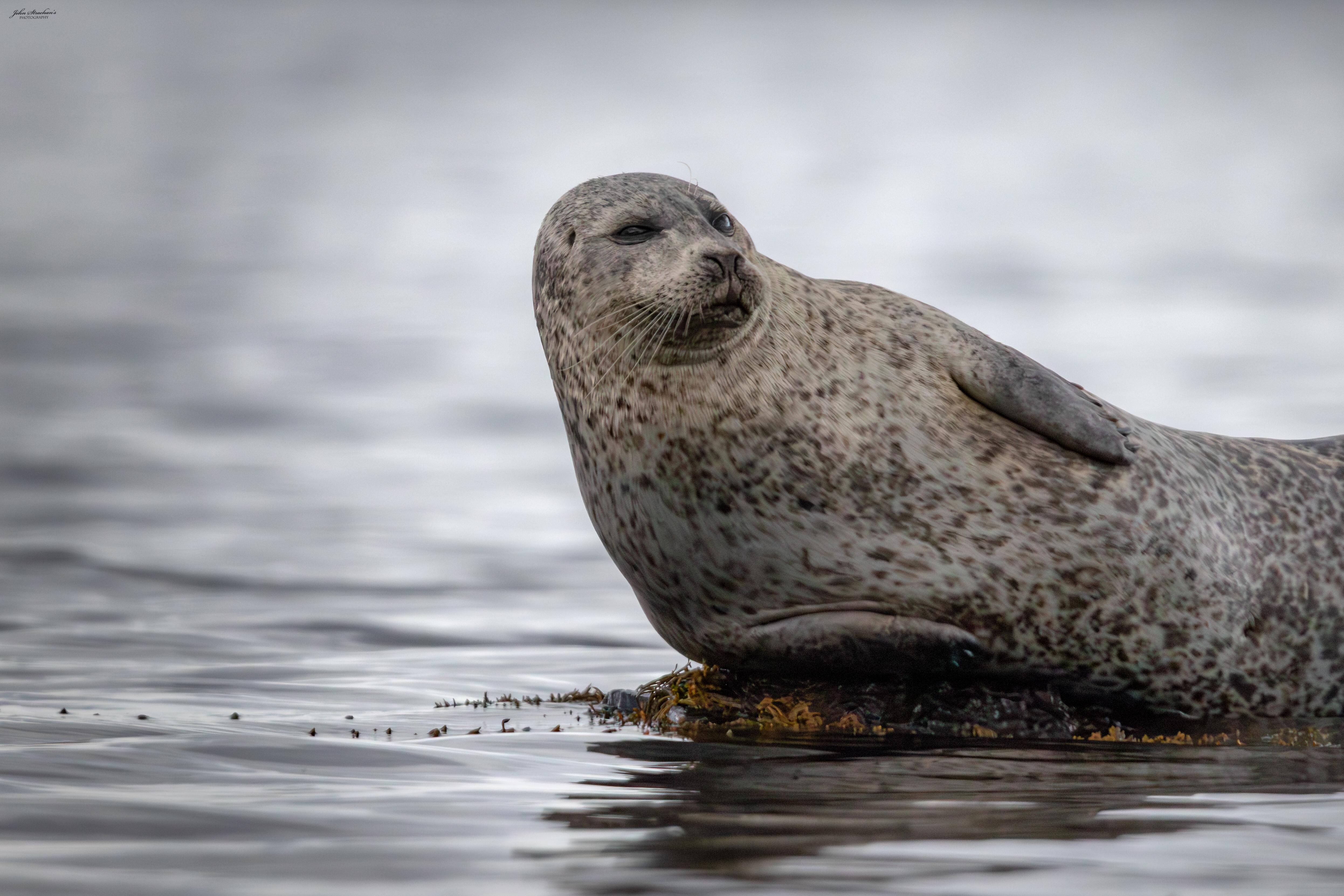 Seals at Loch Fleet Dornoch
