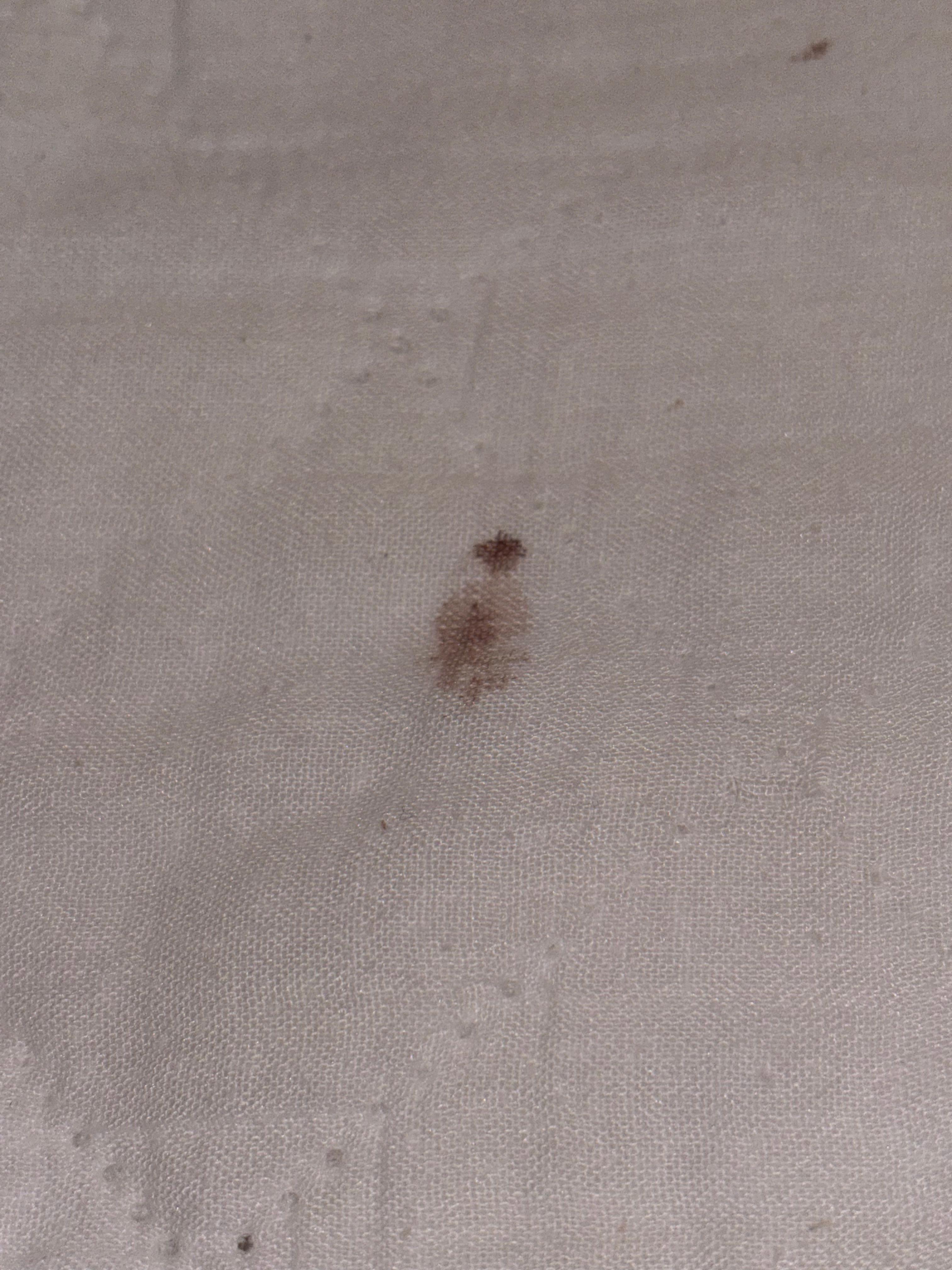 Possible blood stain from bed bugs on the mattress pad. 