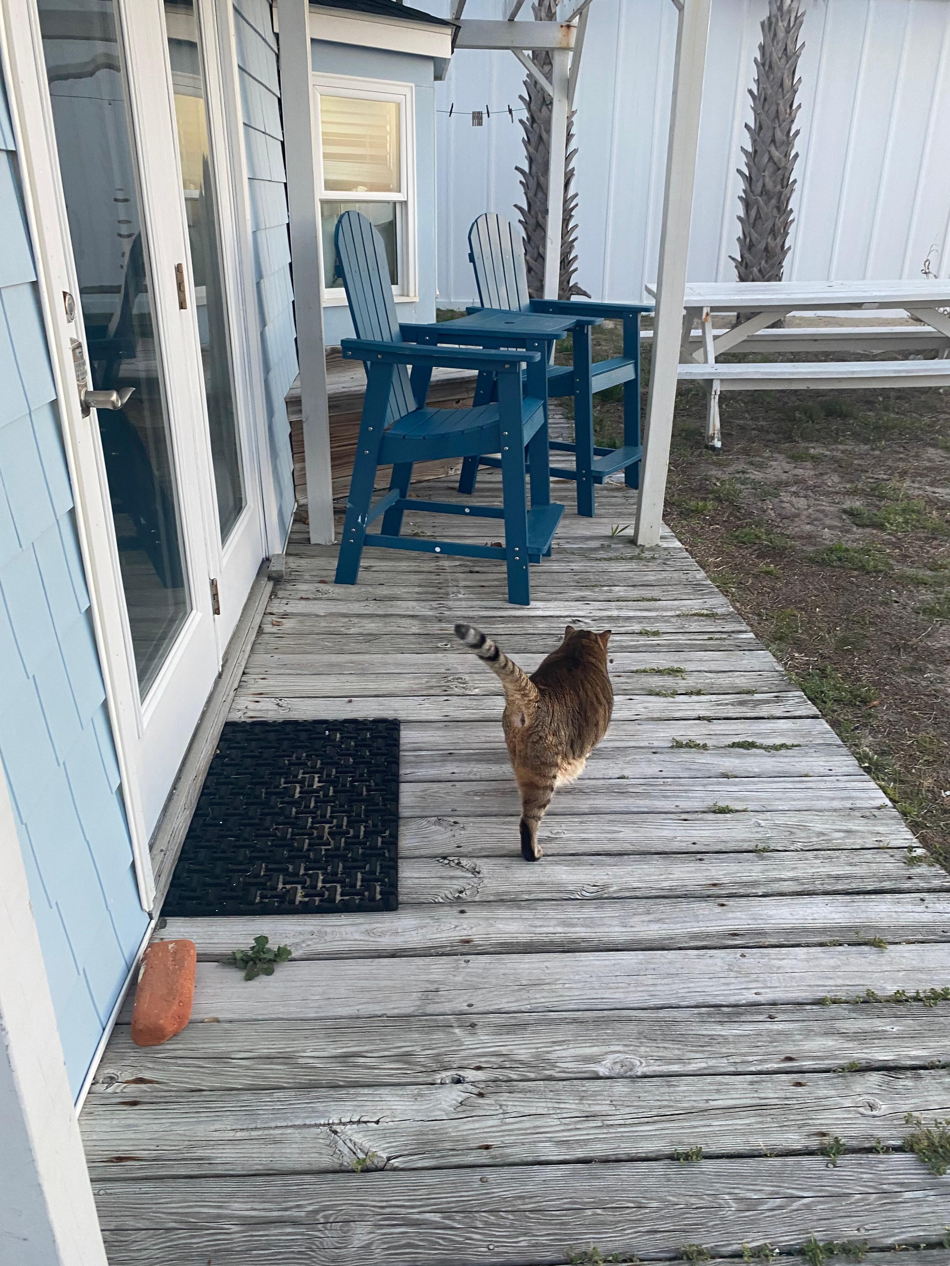 Greeted by Bibi the Kure Beach Queen at sunrise.