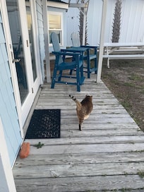 Greeted by Bibi the Kure Beach Queen at sunrise.