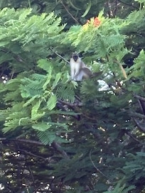 Morning greeting from one of the neighbours