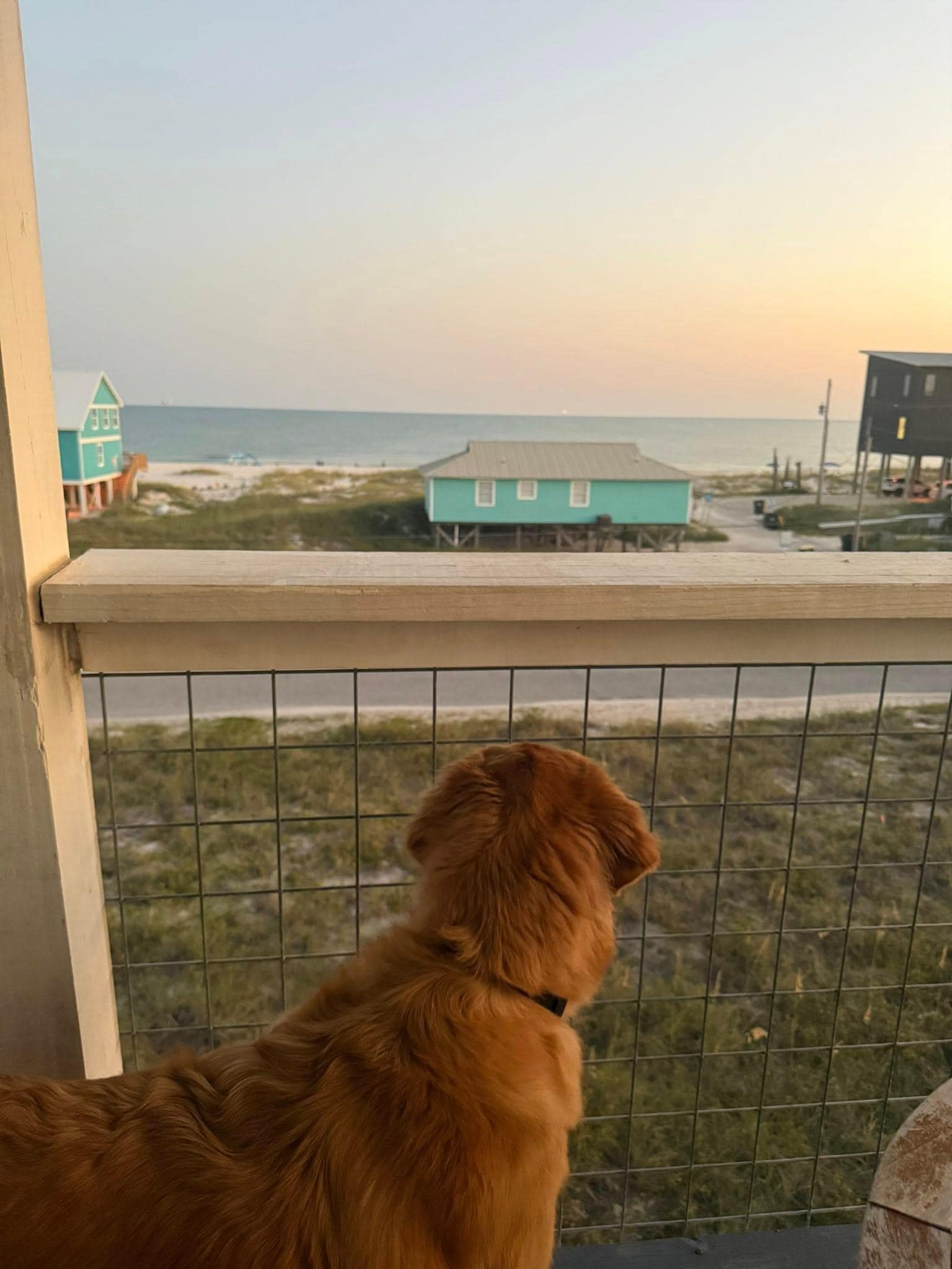 The pup loved the views 
