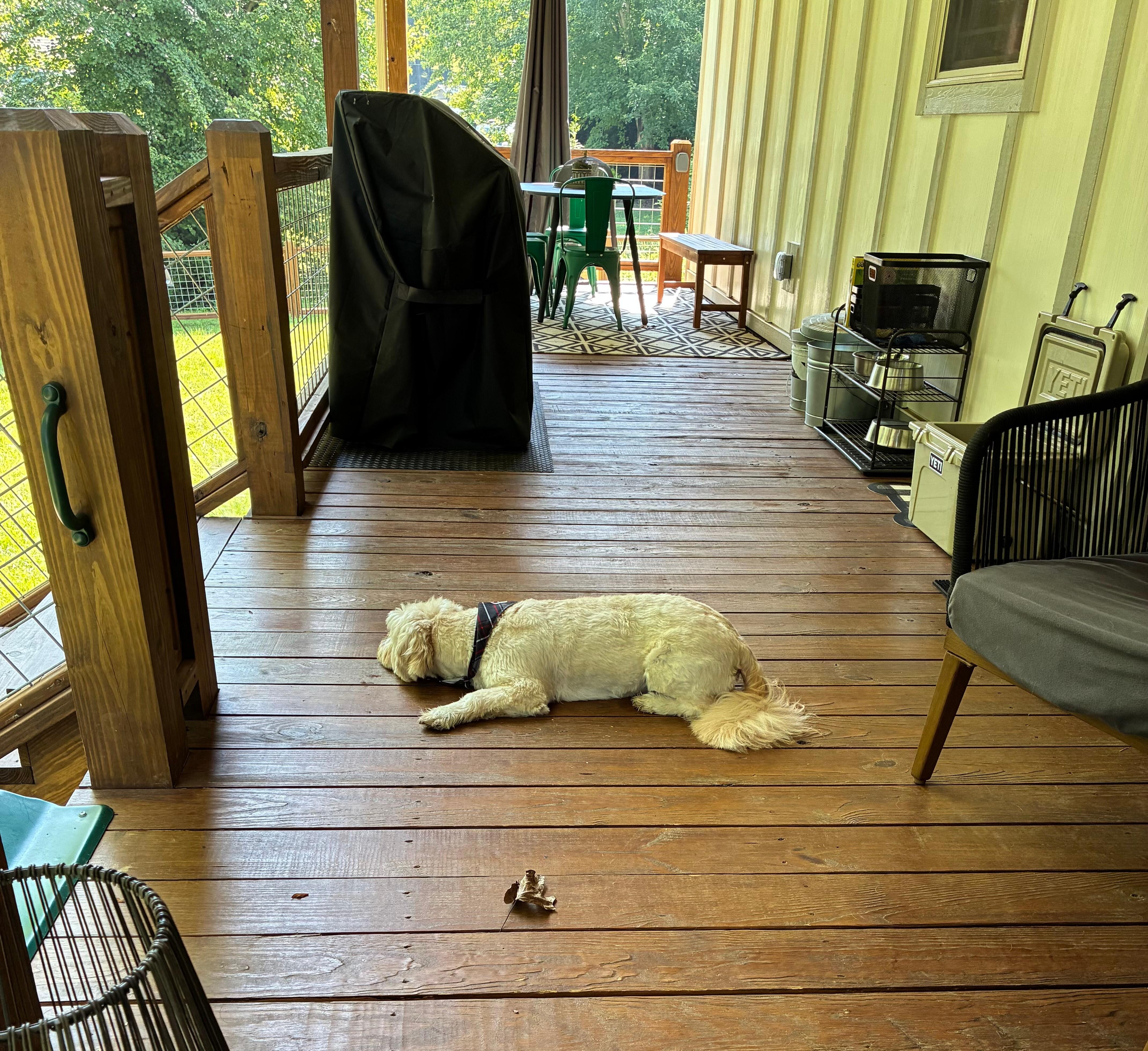 Our dog, Mack, enjoying the porch.