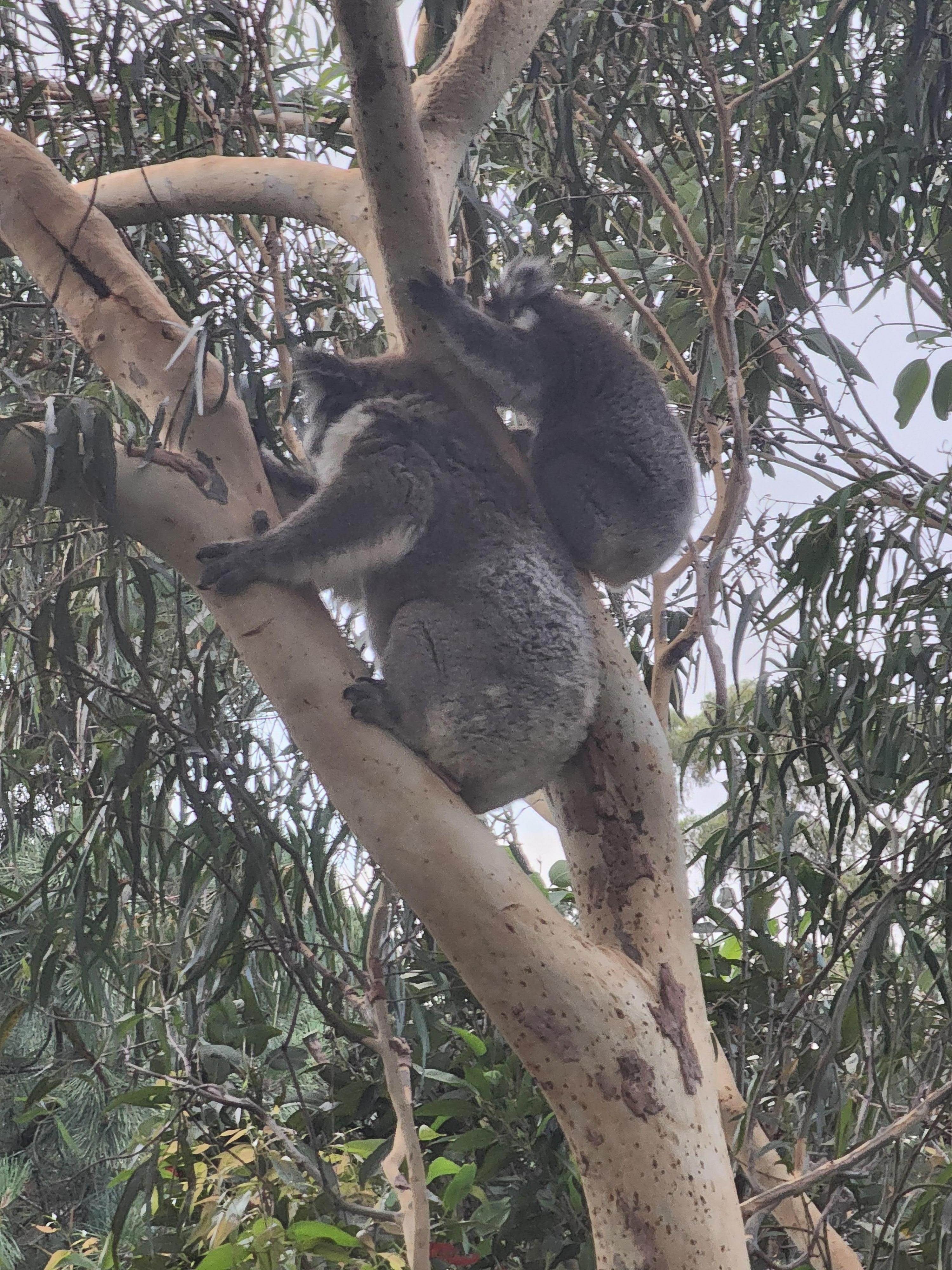 Wonderful visitors to the garden