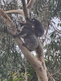 Wonderful visitors to the garden