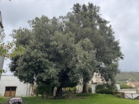 A beautiful and inviting backyard