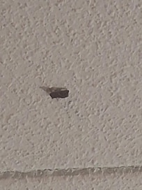 Huge bug on ceiling when we first arrived