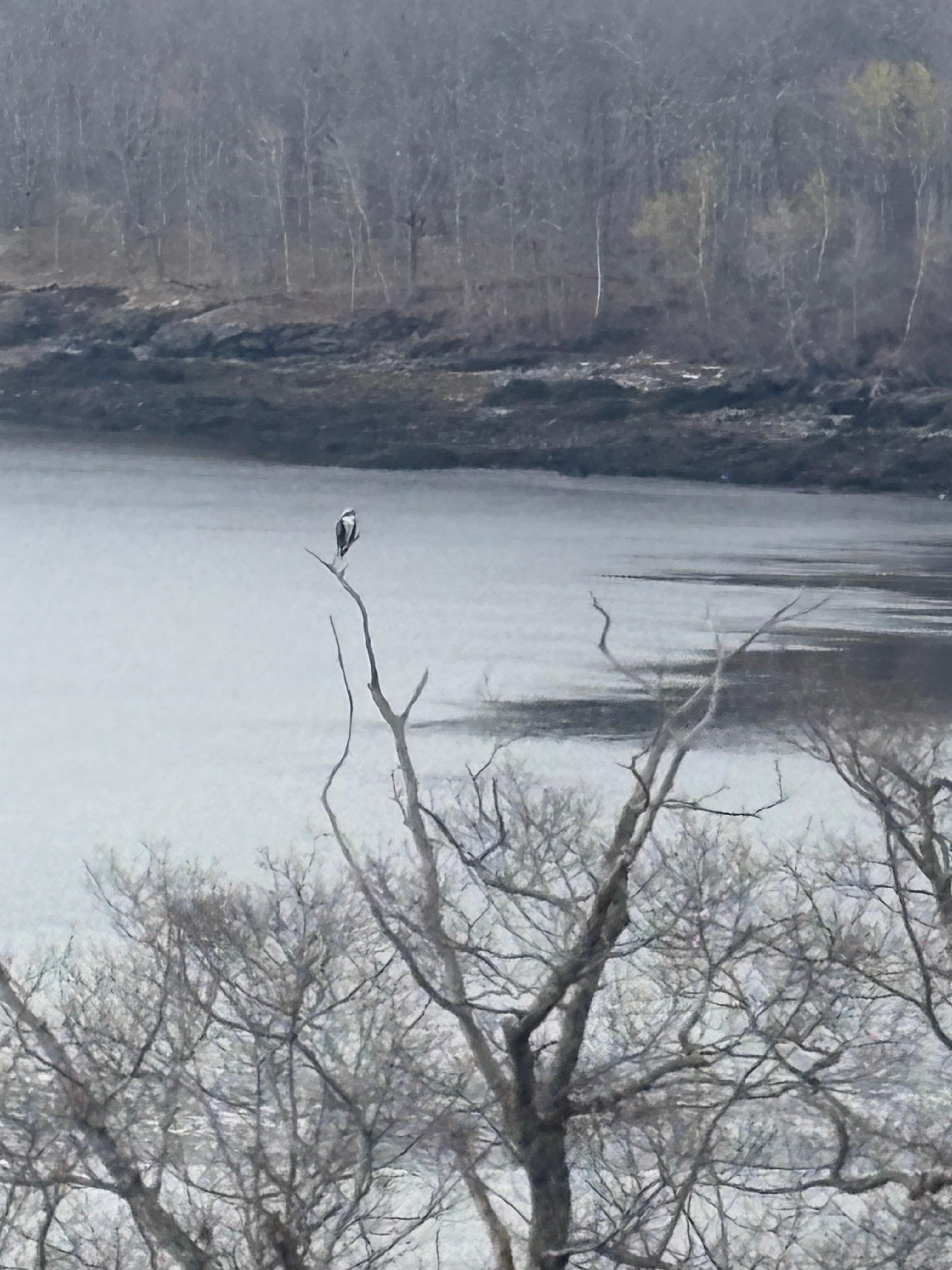 Bald eagle