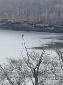 Bald eagle
