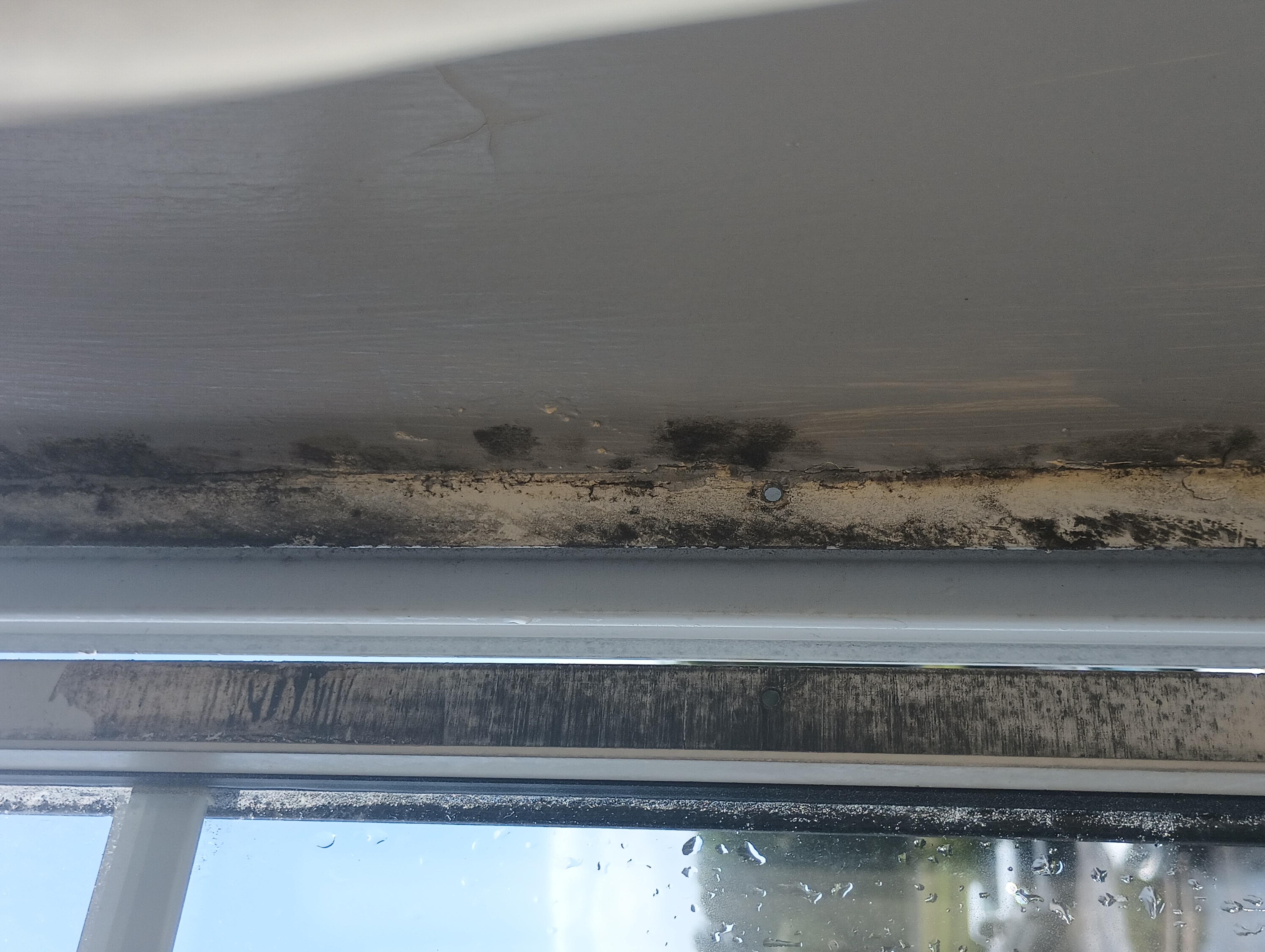 Mildew mold