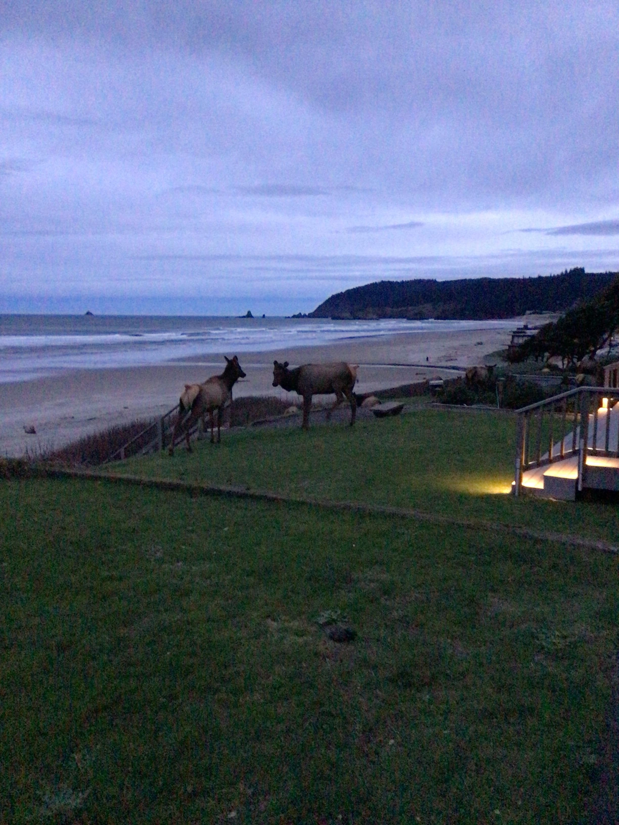 Elk visitors on Christmas morning!