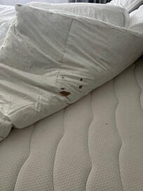 Topper der Matratze von unten, eklige braune Flecken. Leider erst am letzten Tag gesehen.
