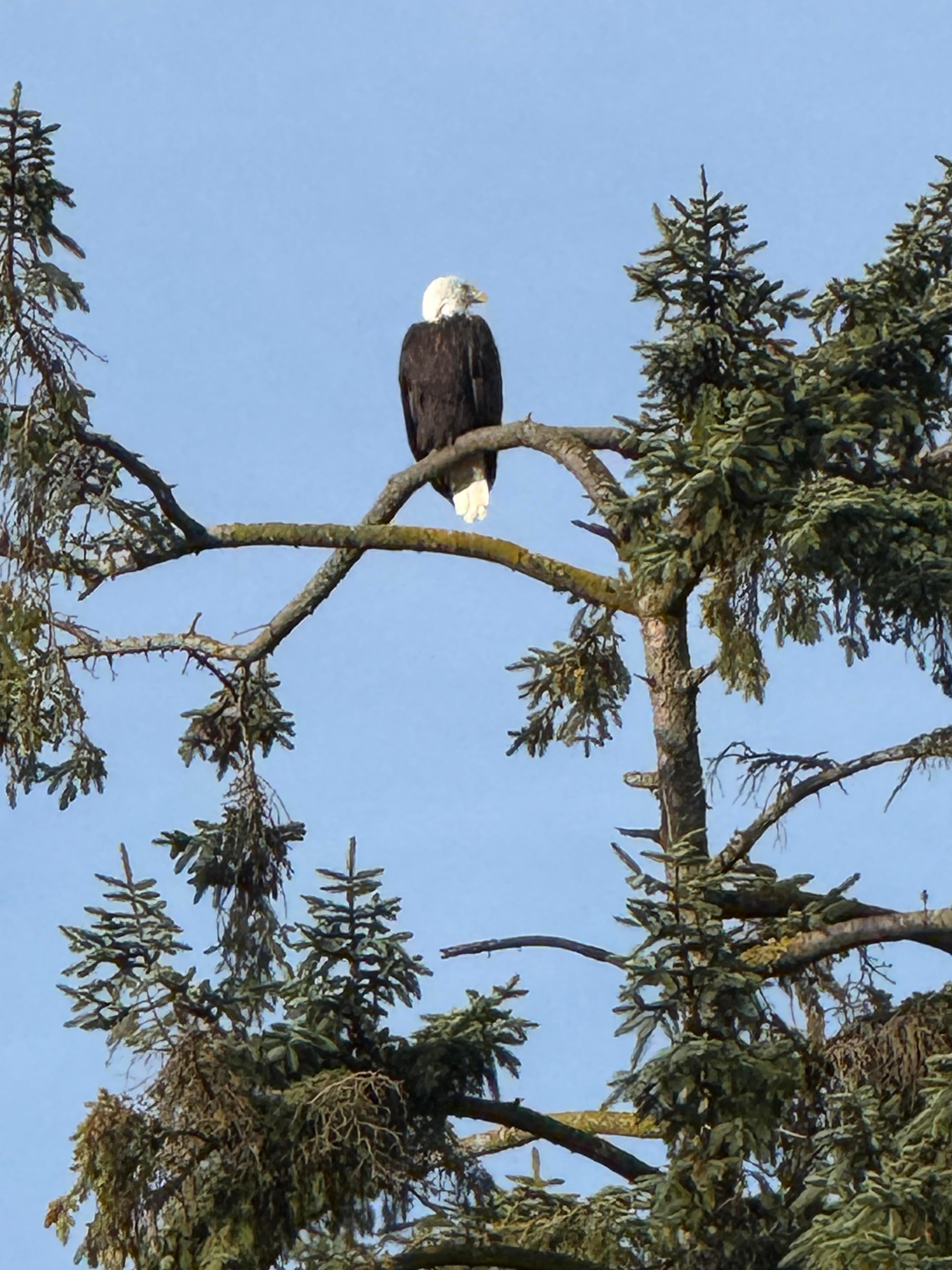 We had this big guy visit a tree in the yard several times