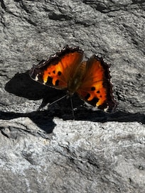 Huge butterfly migration
