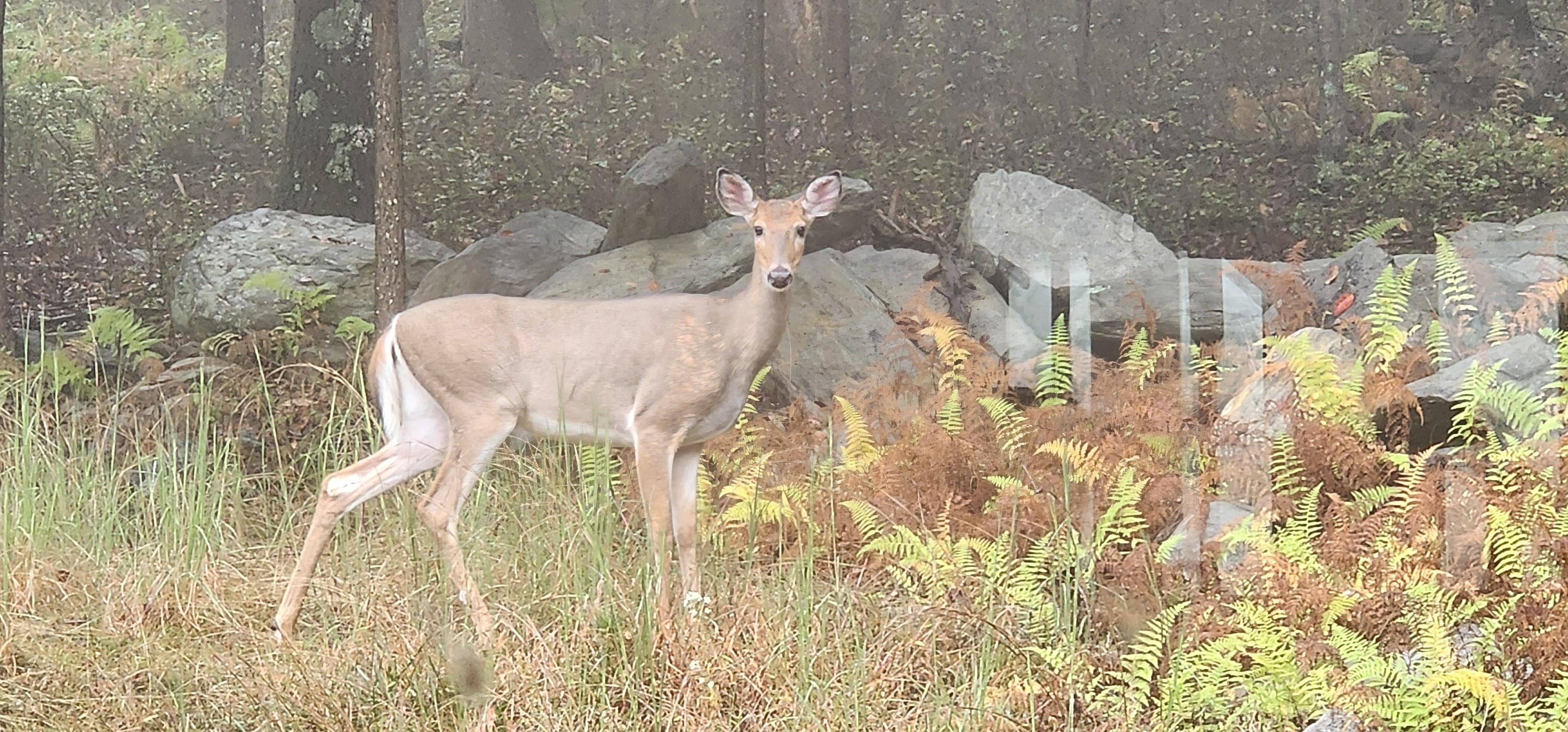 A visitor watching us in the kitchen window.