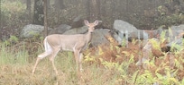 A visitor watching us in the kitchen window.