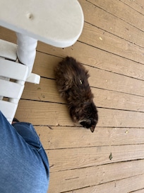 Property’s pet kitty