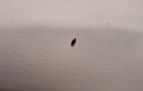 Bedbug on bedsheet