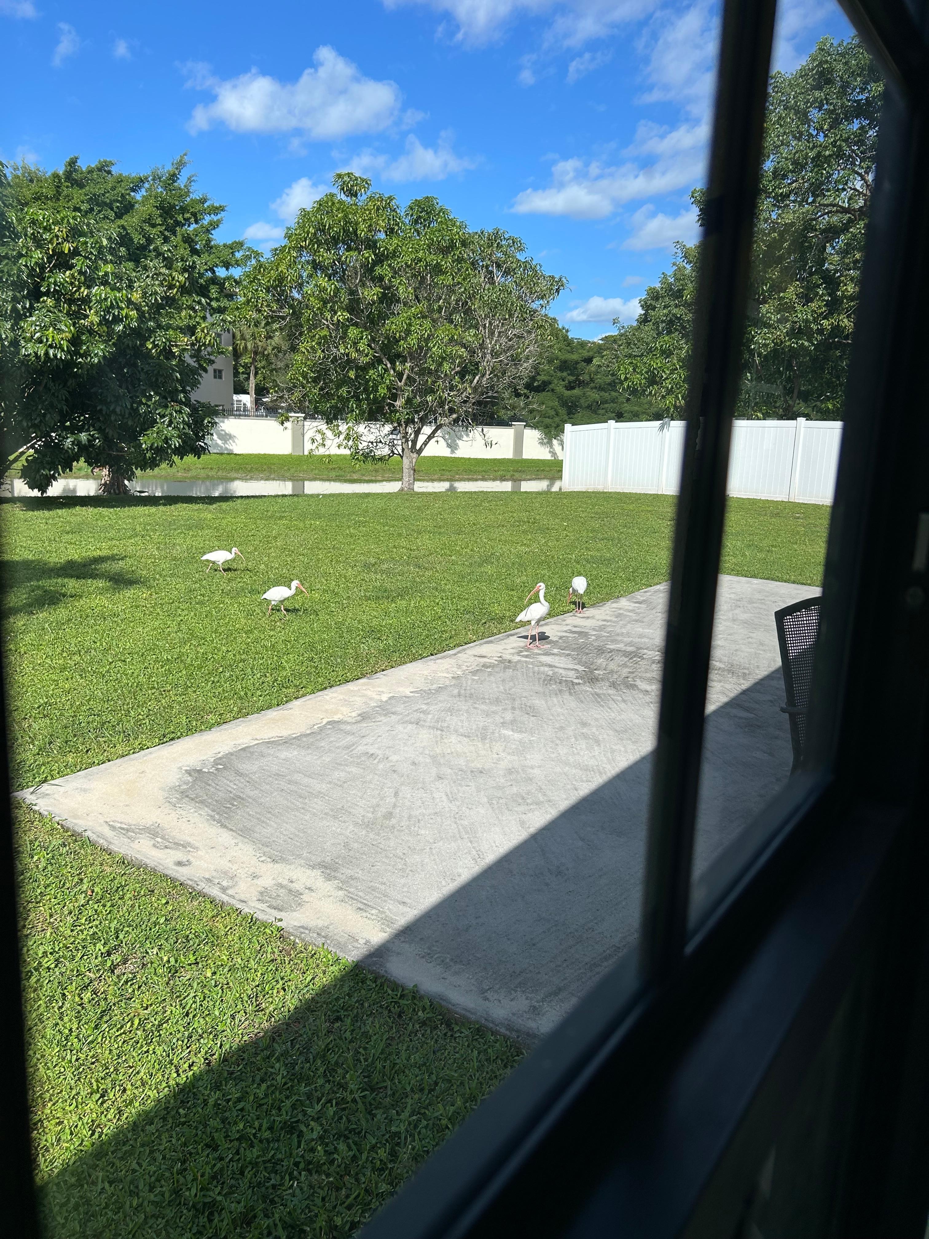Birds in the backyard 