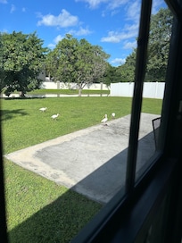 Birds in the backyard