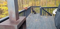 Back deck with gate for dog, view of woods and lake. Outdoor stove unfortunately was very smoky, but fun.