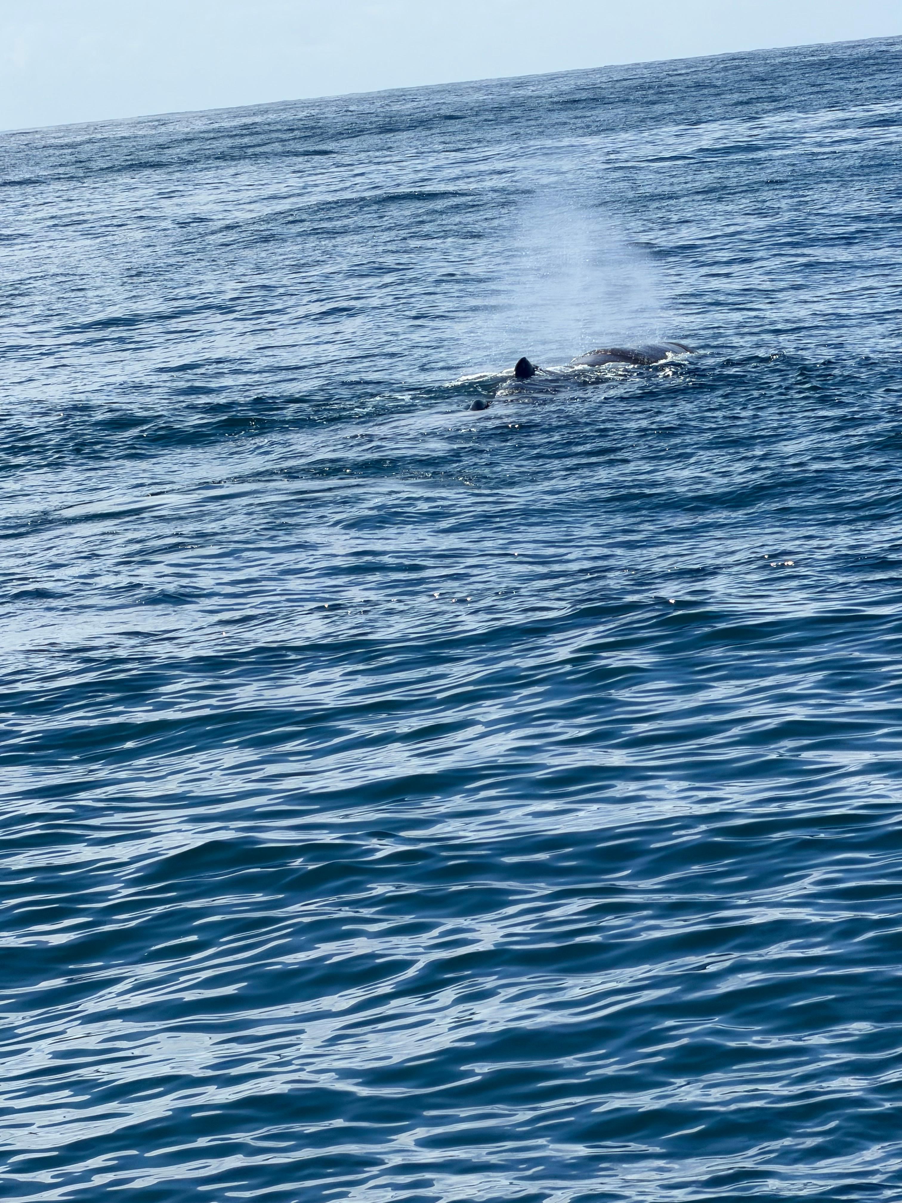 Whale watching sperm whale. 