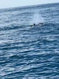 Whale watching sperm whale.