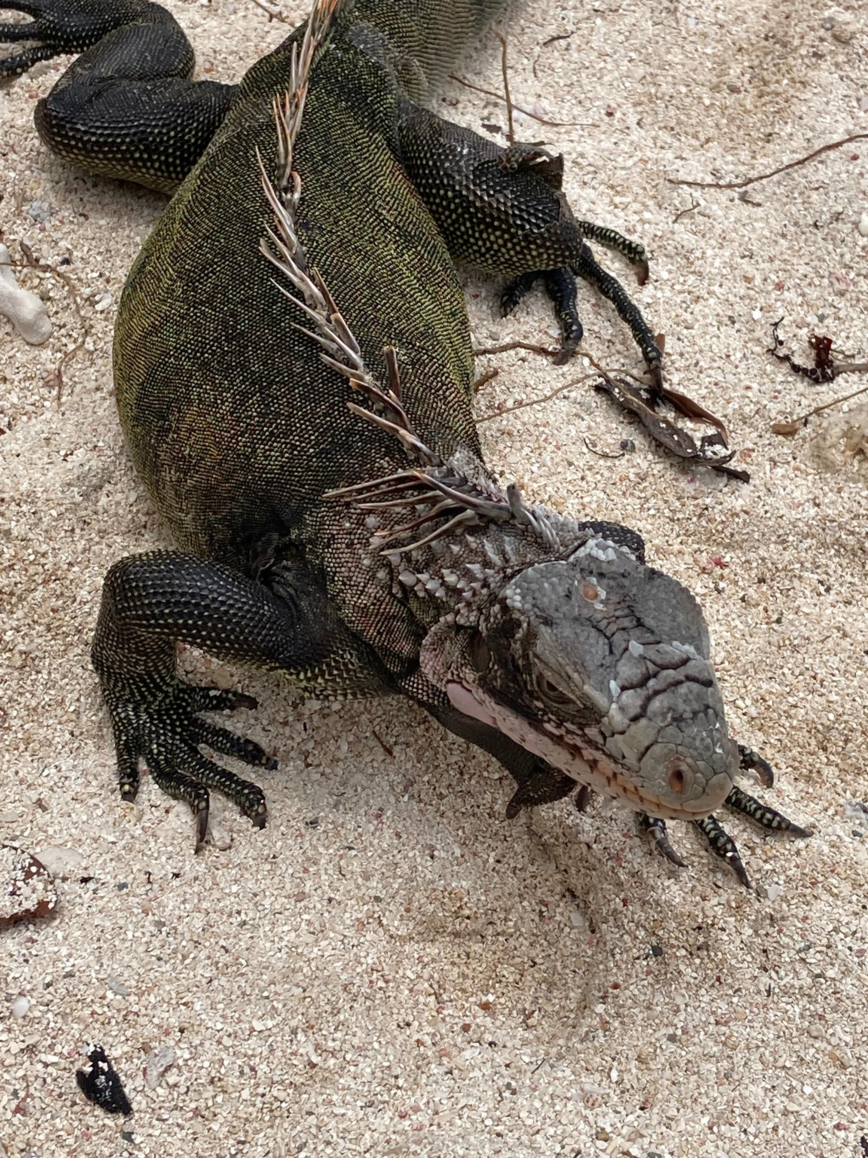 Friendly iguanas! 