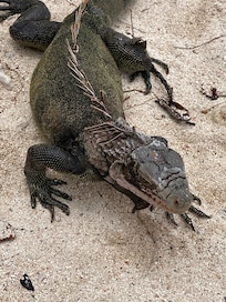 Friendly iguanas!