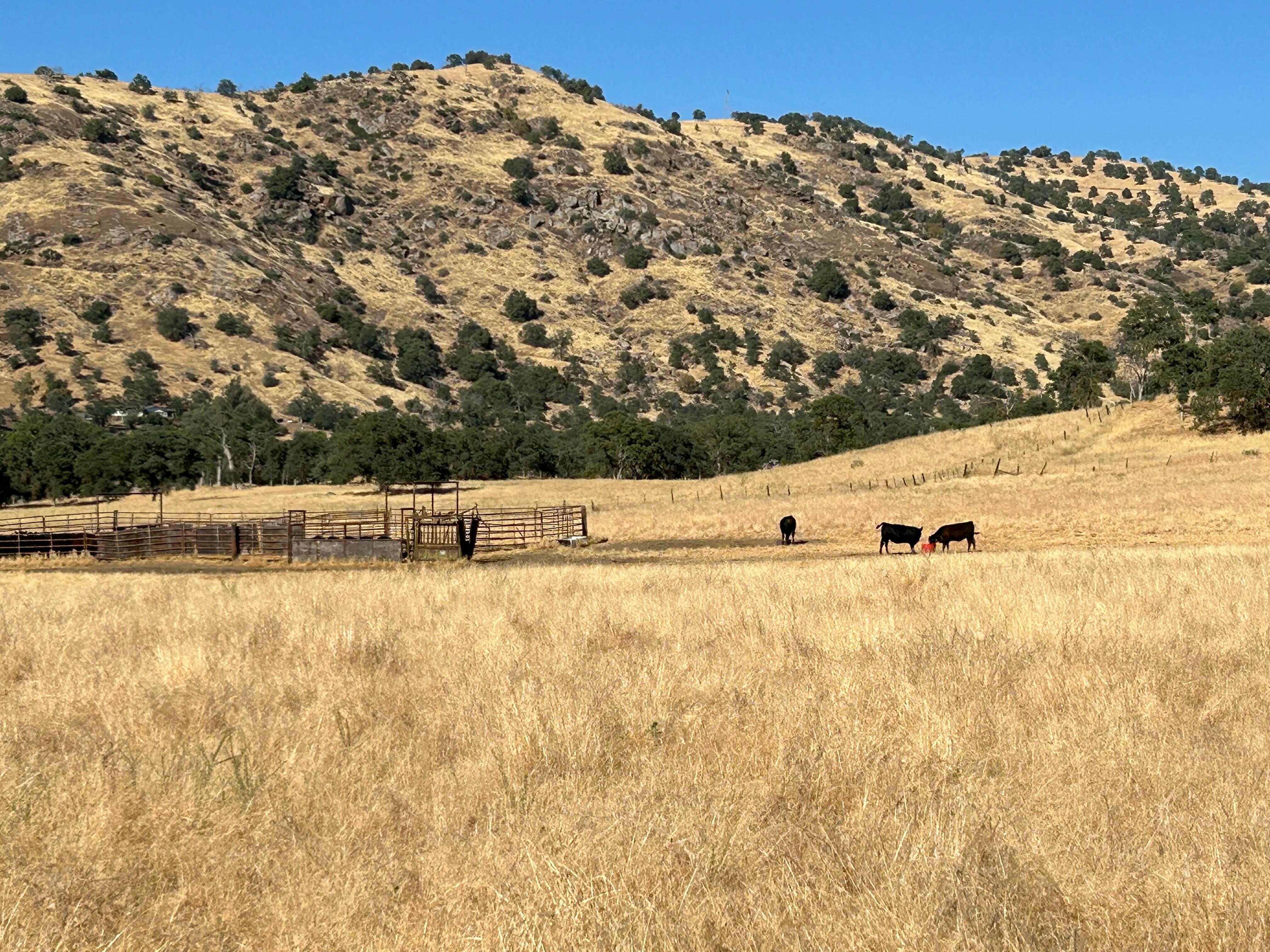 100 grass fed cattle next to ranch.