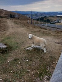 Many goats and sheep that wonder about all over the Great Orme